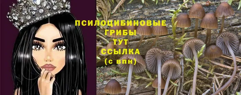 купить закладку  Орехово-Зуево  Галлюциногенные грибы Psilocybine cubensis 